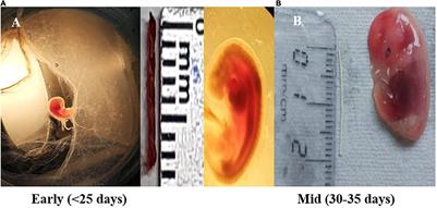 Establishment of Repertoire of Placentome-Associated MicroRNAs and Their Appearance in Blood Plasma Could Identify Early Establishment of Pregnancy in Buffalo (Bubalus bubalis)